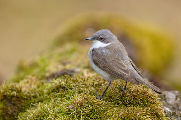Piegża (Curruca curruca) © Grzegorz