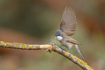 Piegża (Curruca curruca) © Grzegorz