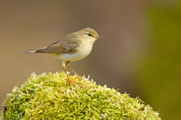 Piecuszek (Phylloscopus trochilus) © Grzegorz