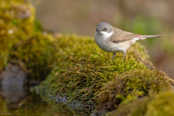 Piegża (Curruca curruca) © Grzegorz