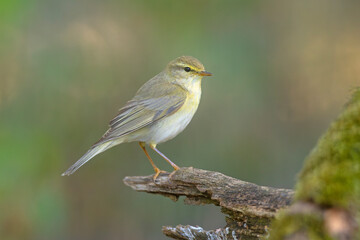 Piecuszek (Phylloscopus trochilus) © Grzegorz