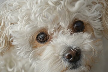 Detailed image capturing the expressive eyes and textured fur of a small white dog with curly hair