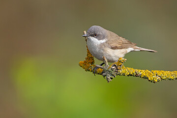 Piegża (Curruca curruca) © Grzegorz