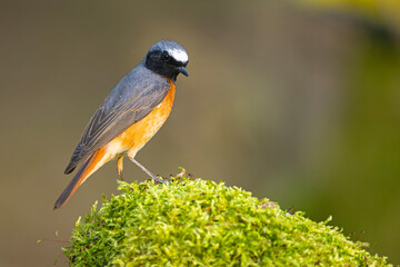 Pleszka (Phoenicurus phoenicurus) © Grzegorz