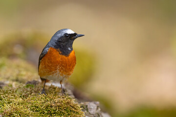 Pleszka (Phoenicurus phoenicurus) © Grzegorz