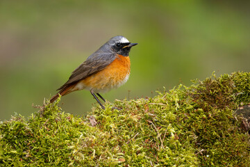 Pleszka (Phoenicurus phoenicurus) © Grzegorz