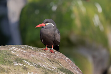 atlantic puffin or common puffin