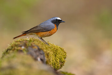 Pleszka (Phoenicurus phoenicurus)