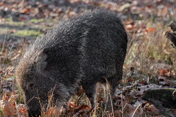 wild boar in the forest