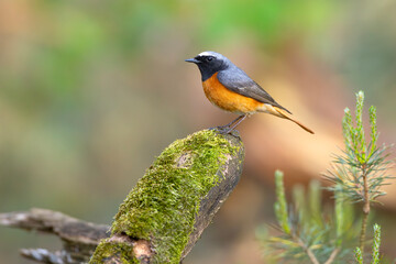 Pleszka (Phoenicurus phoenicurus) © Grzegorz