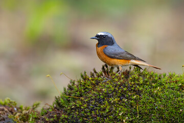 Pleszka (Phoenicurus phoenicurus) © Grzegorz