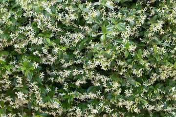 Chinese star jasmine (Trachelospermum jasminoides)  on wall