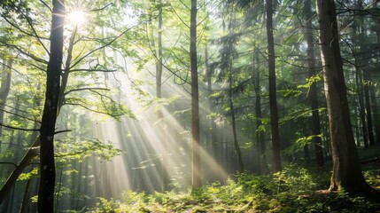 Fototapeta premium Tranquil Forest Landscape with Sunlight Filtering Through Trees for Text Space