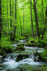 Obraz premium Serene Forest Landscape with Flowing Stream for Text Overlay