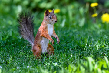 Squirrel standing