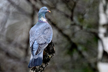 Wood pigeon in early spring