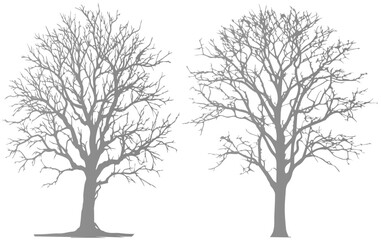 Obraz premium Dead Tree Vector Silhouette Collection, Scary Tree Silhouette vector bundle, Halloween Spooky Trees vector illustration, Forest Tree without leaves 