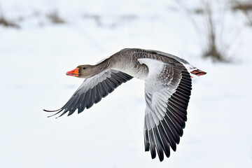 Greylag goose in full speed