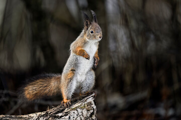 Squirrel standing in winter