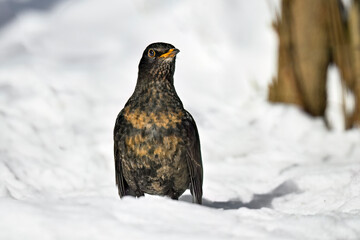 Blackbird on snow in winter