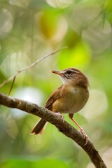 Majestic Bird Perched on Branch Against Lush Forest Background