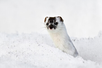 Least weasel in winter