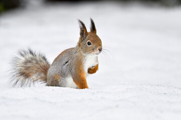 Obraz premium Squirrel on the snow in winter