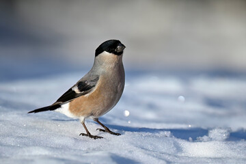 Eurasian bullfinch on snow in winter