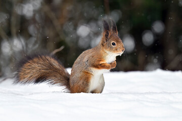 Squirrel on the snow in winter