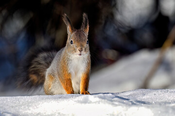 Squirrel on the snow in winter