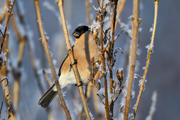 Eurasian bullfinch in winter