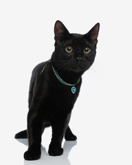 cute black cat wearing heart shape jewelry collar standing