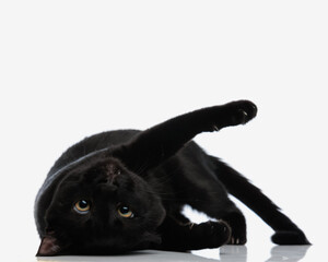 adorable black cat rolling and playing