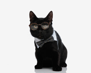 smart and elegant black cat with glasses sitting