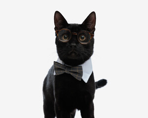 closeup of adorable black cat wearing bowtie and glasses
