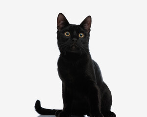 cute metis black cat sitting