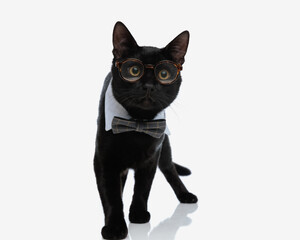 curious black cat with bowtie and glasses walking forward