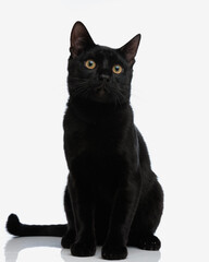 adorable black cat sitting and looking to side