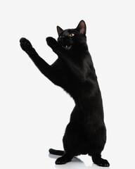 cute black cat on two legs raising its paws