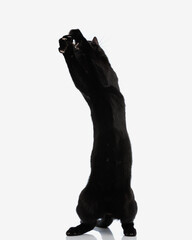playful black cat reaching up with its paws