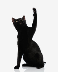 adorable black cat raising its paw up in the air