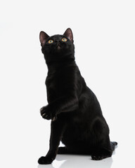 curious black cat looking up while raising its paw