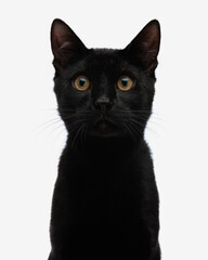 portrait of cute black metis cat