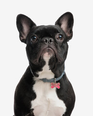 Fototapeta premium portrait of cute french bulldog wearing collar