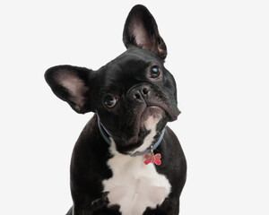 closeup of adorable frenchie with collar leaning head to side