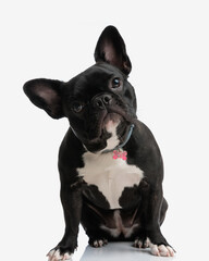 adorable french bulldog wearing collar sitting
