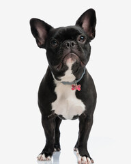 cute frenchie with collar standing