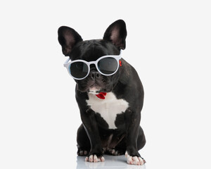 curious french bulldog with sunglasses looking down to side