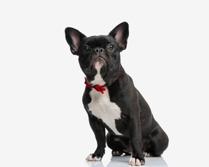 classy frenchie wearing red bow tie sitting
