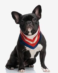 adorable frenchie bulldog wearing bandana around neck